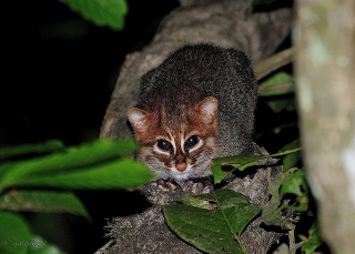 Illustration for article titled Caturday - Prionailurus planiceps Edition